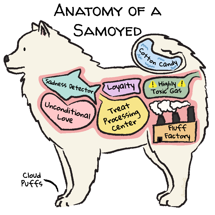 Illustration of the Anatomy of a Samoyed