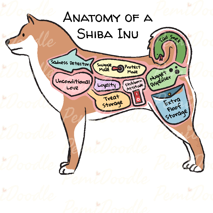 Illustration of the Anatomy of a Shiba Inu