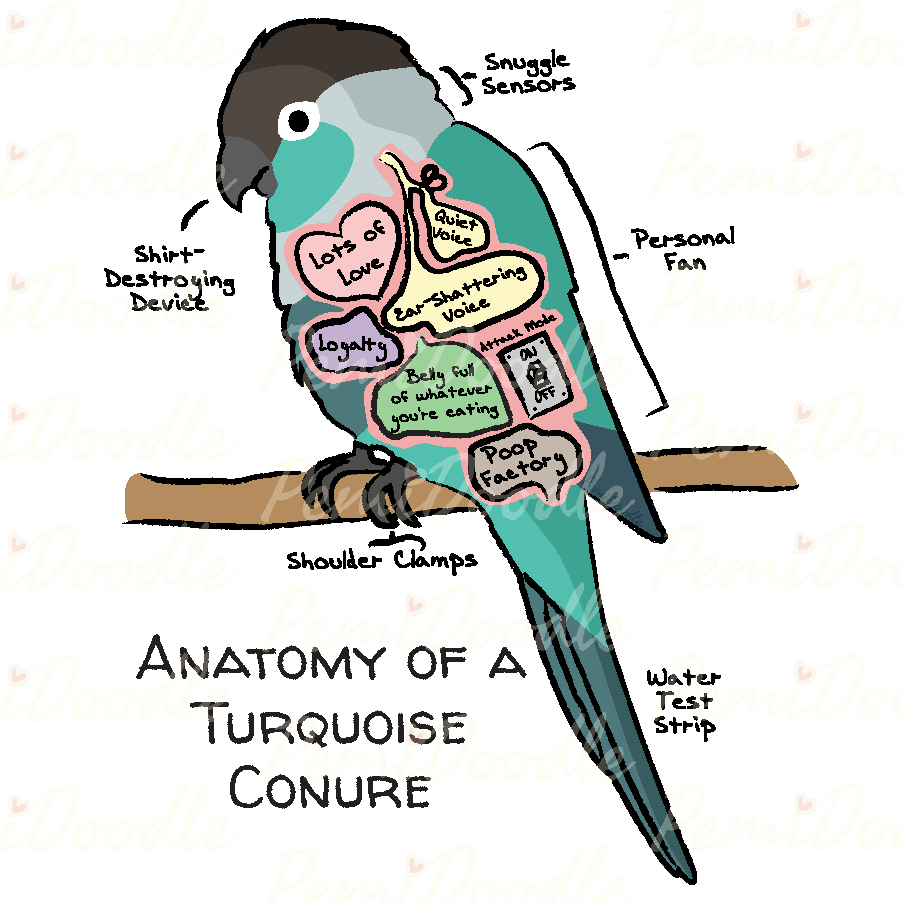 Illustration of the Anatomy of a Turquoise Conure