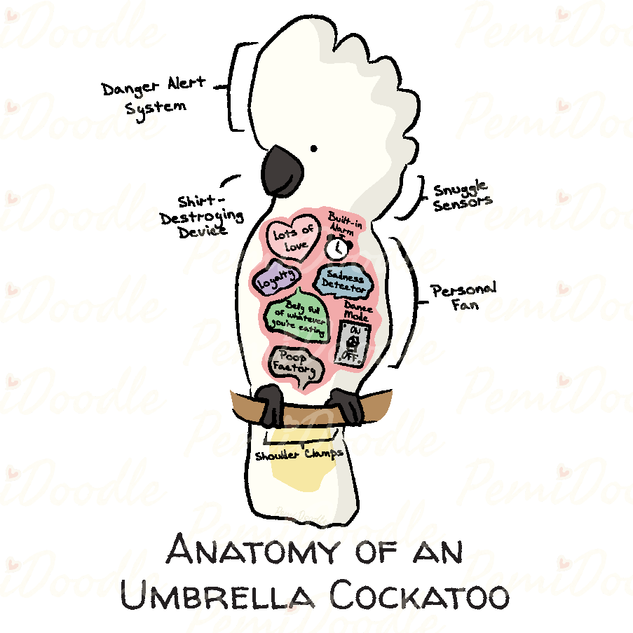 Illustration of the Anatomy of an Umbrella Cockatoo