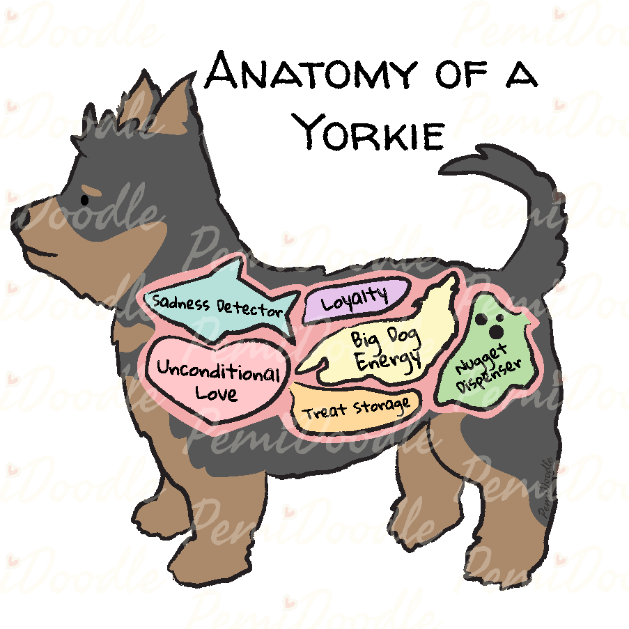 Illustration of the Anatomy of an Yorkie